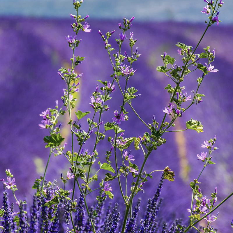 PROVENCE & CATALONIA